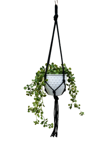 IMG-0904-removebg-preview.png